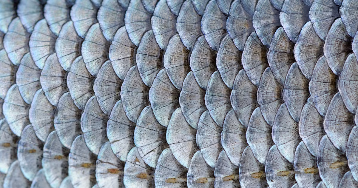Fish scales, Onoa Interior Design